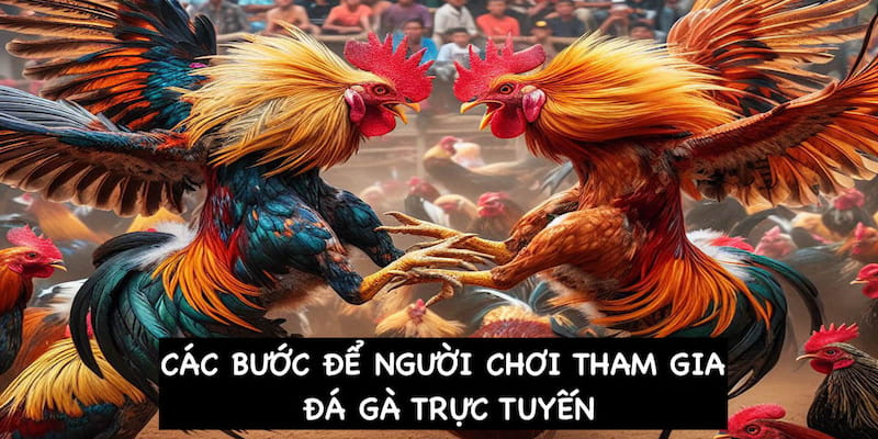 Các bước giúp người chơi có thể tham gia đá gà trực tuyến