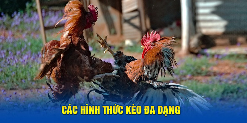 Các hình thức kèo đa dạng 