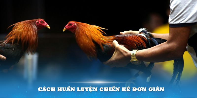 Bật mí cách huấn luyện chiến kê đơn giản cho mọi người