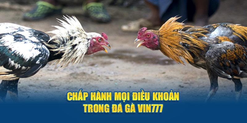 Chấp hành mọi điều khoản trong đá gà Vin777