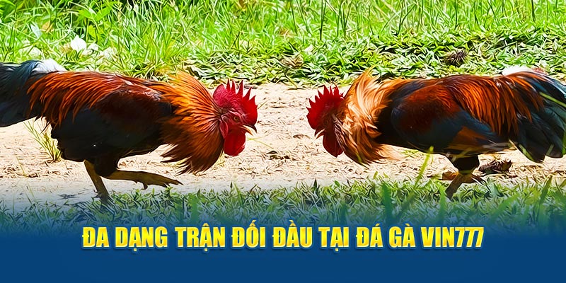 Đa dạng trận đối đầu tại đá gà Vin777