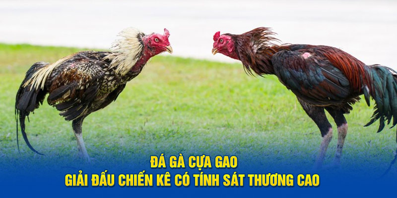 ảnh đại diện đá gà cựa dao