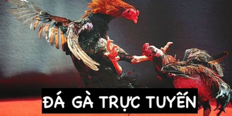 ảnh đại diện đá gà trực tuyến