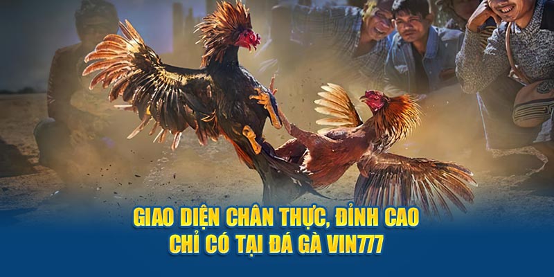 Giao diện chân thực, đỉnh cao chỉ có tại đá gà Vin777