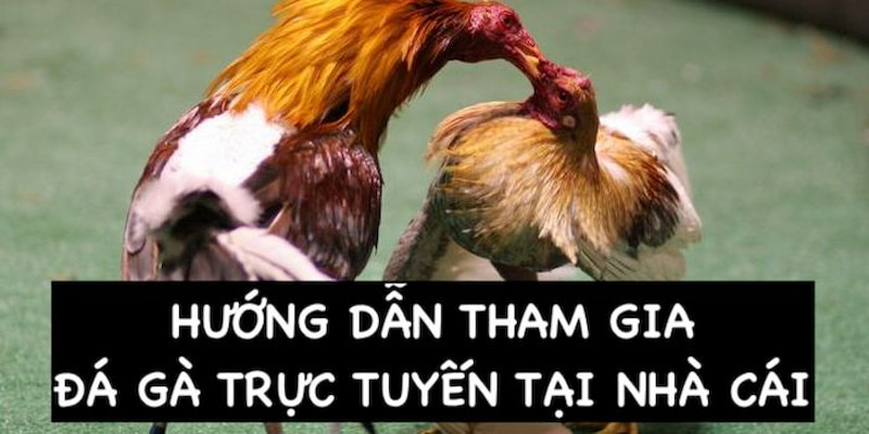 Hướng dẫn thành viên tham gia chơi đá gà online