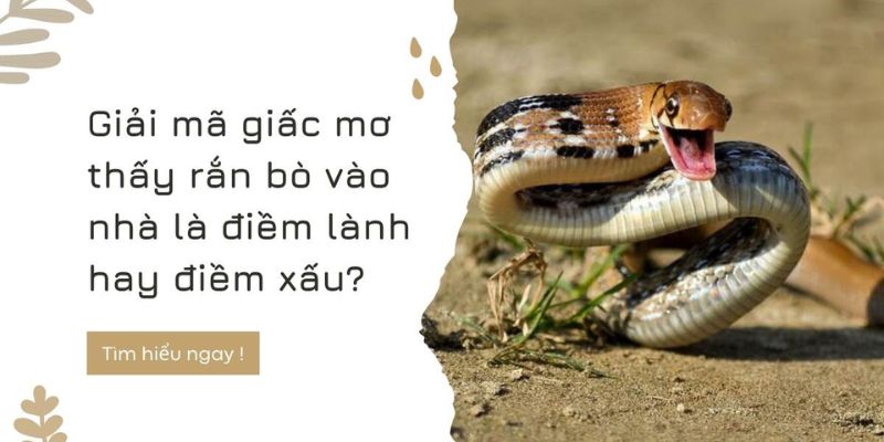 ảnh đại diện mơ thấy rắn vào nhà