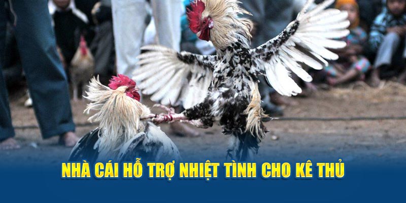 Nhà cái hỗ trợ nhiệt tình cho kê thủ