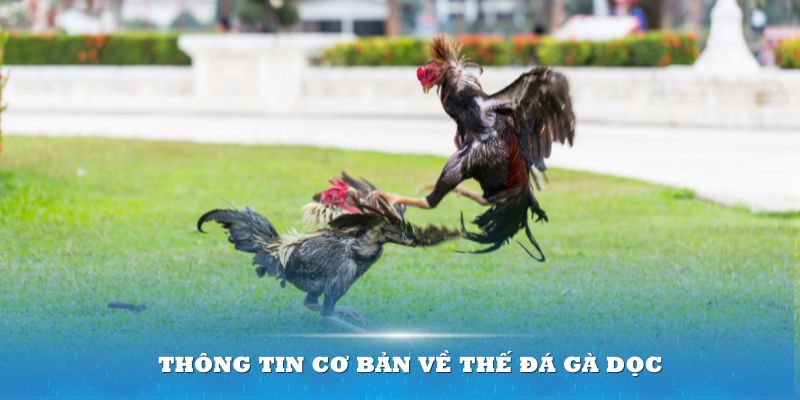 Một số thông tin cơ bản về thế đá gà dọc phổ biến nhất hiện nay