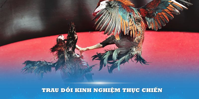 Thế gà đá dọc chính là kỹ thuật giúp mang lại nhiều cơ hội thắng