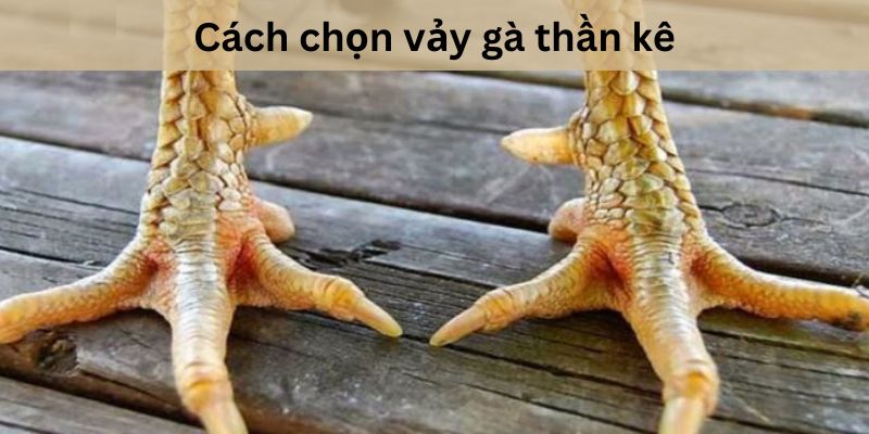 ảnh đại diện vảy gà chọi thần kê