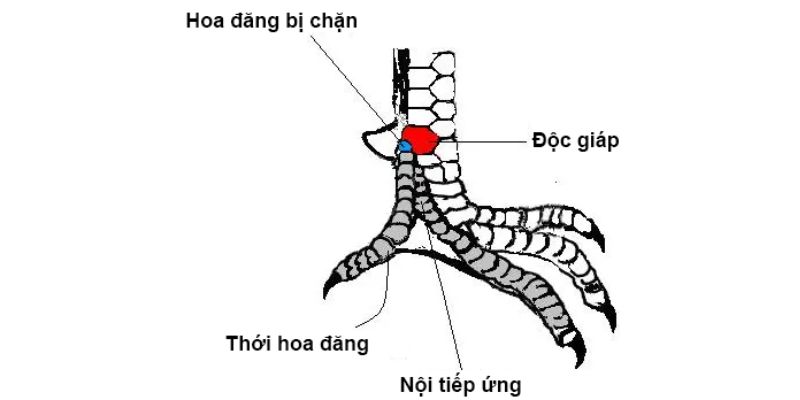 Tướng vảy độc giáp trong giới đá gà được nhiều người săn đón