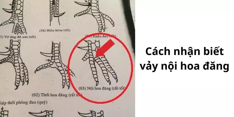 Vảy gà chọi thần kê - Nội hoa đăng được nhiều người quan tâm