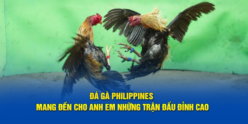 Đá gà Philippines mang đến cho anh em những trận đấu đỉnh cao