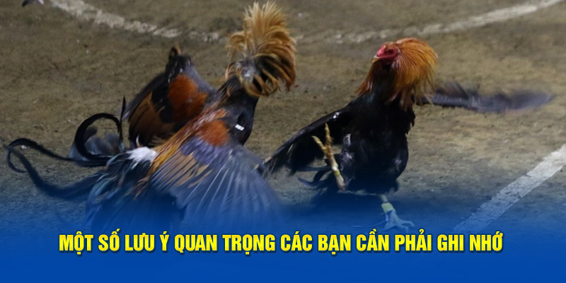 đá gà trực tiếp C1