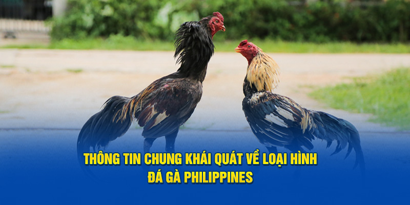 Thông tin chung khái quát về loại hình đá gà Philippines 